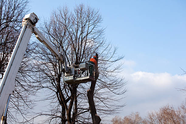 Best Commercial Tree Services  in USA